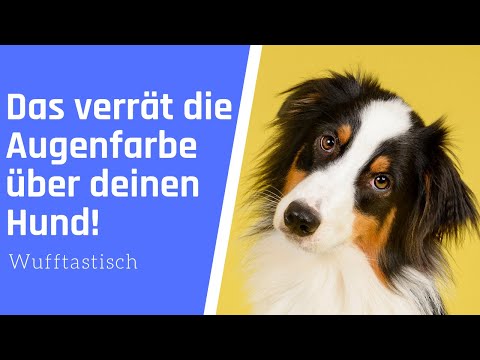 , title : 'DAS verrät die Augenfarbe über deinen Hund! 😱'