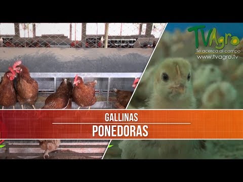 , title : 'Caracteristicas de las Gallinas Ponedoras- TvAgro por Juan Gonzalo Angel'