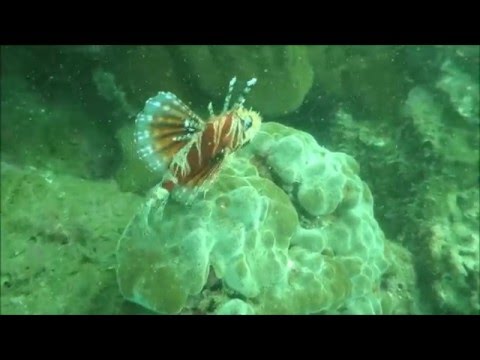 Diving Cham Island Music Alain Dabreteau