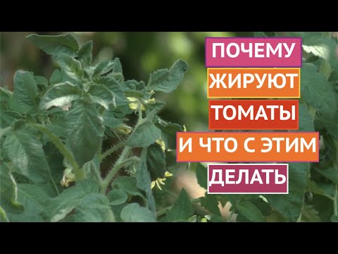 биография ларисы зарубиной садовый гид. Смотреть фото биография ларисы зарубиной садовый гид. Смотреть картинку биография ларисы зарубиной садовый гид. Картинка про биография ларисы зарубиной садовый гид. Фото биография ларисы зарубиной садовый гид биография ларисы зарубиной садовый гид. Смотреть фото биография ларисы зарубиной садовый гид. Смотреть картинку биография ларисы зарубиной садовый гид. Картинка про биография ларисы зарубиной садовый гид. Фото биография ларисы зарубиной садовый гид