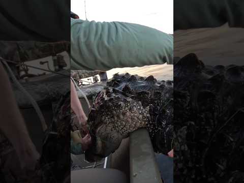 ALLIGATORS EAT PEOPLE!!! #newsflash #florida #alligator #attack #hunting #gator #hunt #rip #hunt