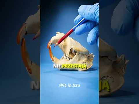 CO DZIEJE SIĘ JEŚLI BOBRY NIE GRYZĄ DREWNA?! 🦫🤔 #shorts