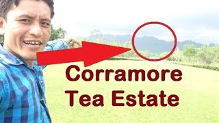 preview picture of video 'Corramore l Exploring Corramore Tea Estate l Udalguri Assam Northeast India'