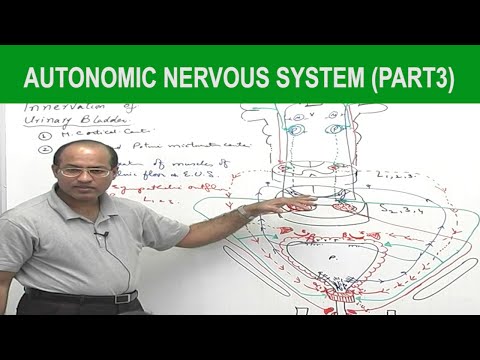Autonomic Nervous System  | Neurology | Neuroanatomy | Part 3🧠