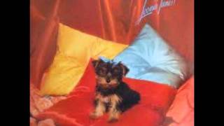 Bad Manners - just pretendin