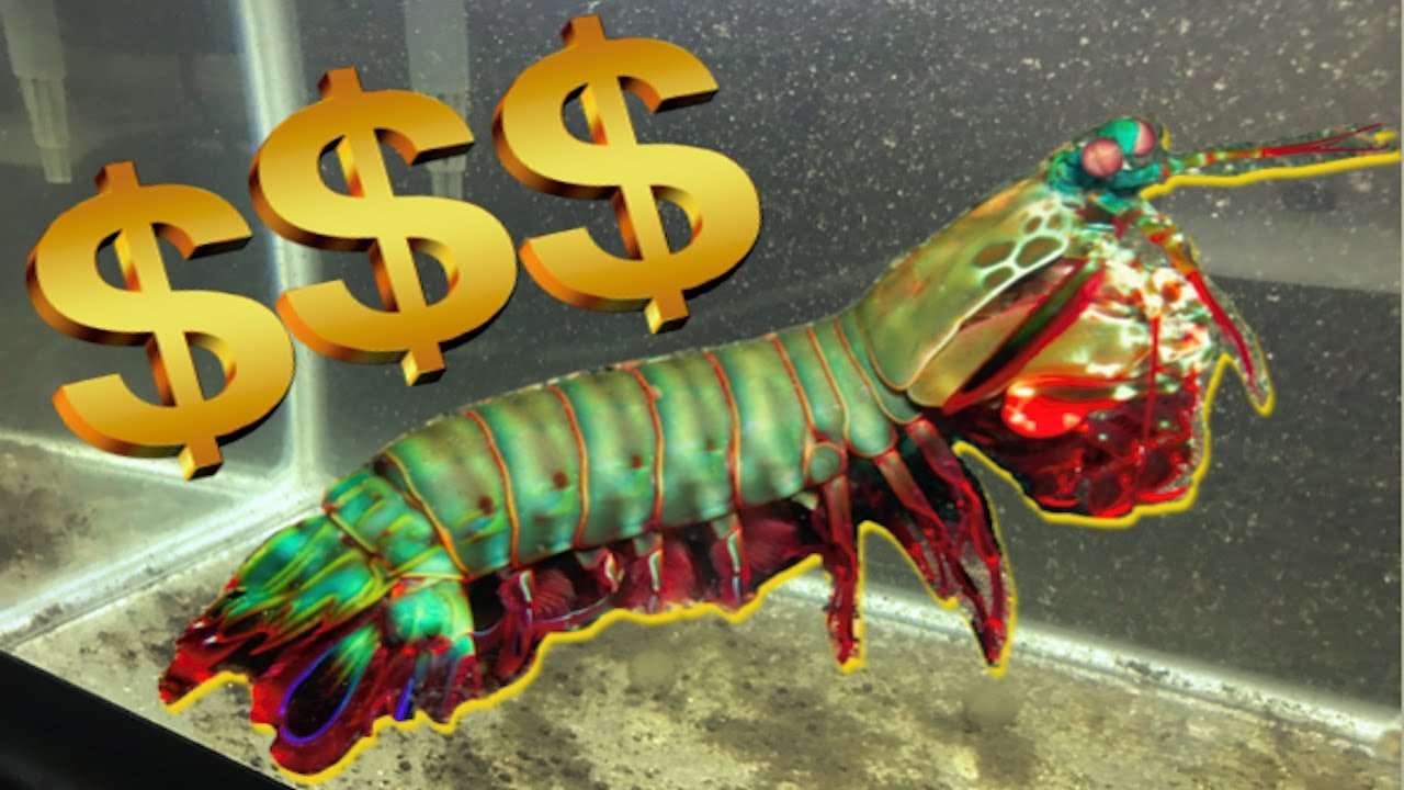 Mantis Shrimp Care & Where to Buy Mantis Shrimp