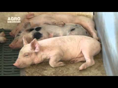 , title : 'Top 5 rase de porci cu cel mai bun randament la producția de carne'