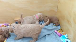 Puppies playing