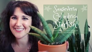 RARE Sansevieria Cylindrica "Starfish" | Plant Care Guide