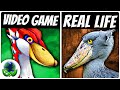 Shoebill The REAL LIFE Loftwing Skyward Sword HD