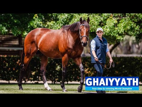 AUS: Ghaiyyath 2022 Stallion Showreel