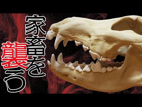 メキシコオオカミ