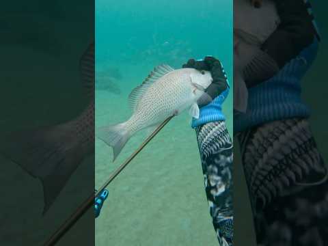 Catching Food with Bow And Arrow