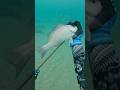 Catching Food With Bow And Arrow