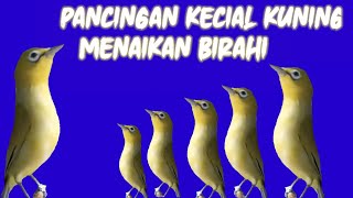 Download lagu kecial kuning betina memanggil jantan top nyaut. mp3