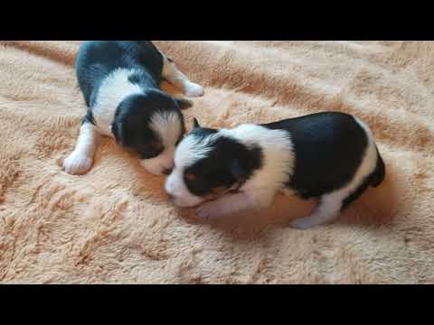 Males puppies available for sale