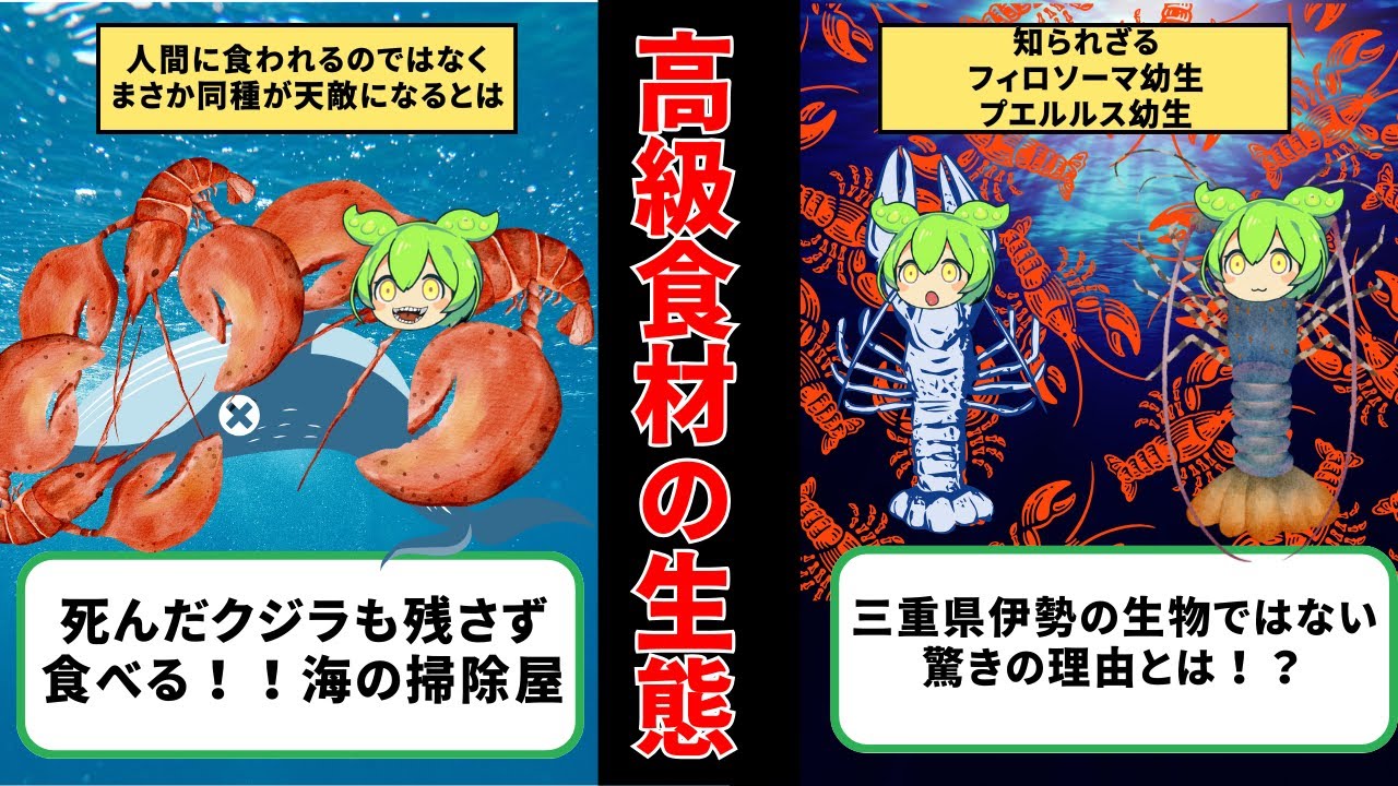 養殖イセエビが安定的に供給出来ない〇〇な理由【ずんだもん&ゆっくり解説】