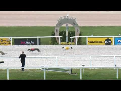 20180.6.24. 7. futam - Agár futam