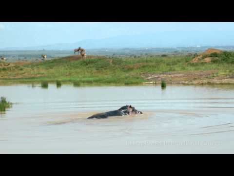 hippo barrel roll (1080P HD)