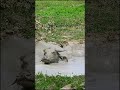 Nice Baby BUFFALO Eating Grass CM4 Shorts Sortvideo Buffalo Wildlife Animals Viralvideo Baby