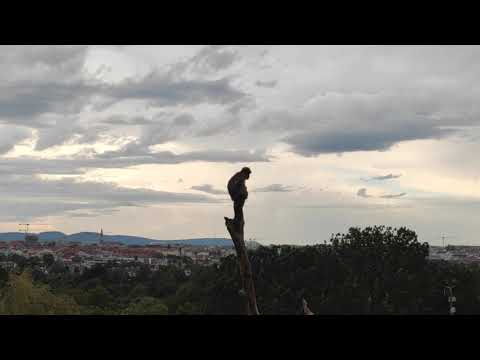 Neu Affen Schafe Tiergarten Zoo Schönbrunn Wien