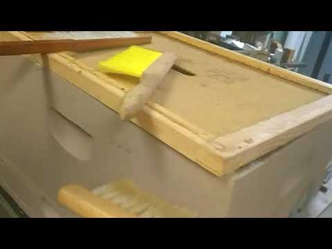 Bee Brush?  NO!  Bee Flicker !