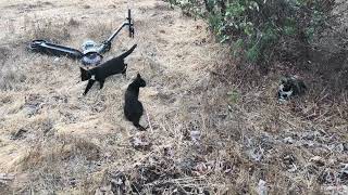 Cute Abandoned Kittens Found in the Park