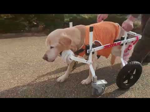 犬用車椅子で歩くラブラドールレトリバー　ルイちゃん17歳　その２
