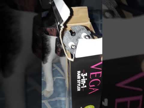 #VEGA 3-IN -1 HAIR STYLER WITH KERATIN COATED PLATES ME AND MY KITTY LOVED IT🐹🙀👱‍♀️ YEAHHHHH#
