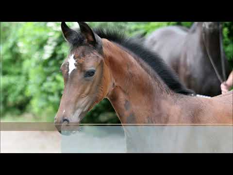Stutfohlen von Baloutaire - Contendros Bube