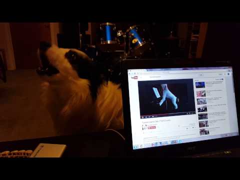 My dog Klaus singing a duet with Tucker