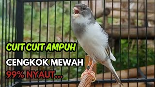 Download lagu KENARI GACOR Cuit CUIT BIRAHI SUARA Kenari MASTERAN TERBAIK UNTUK PANCINGAN & MASTERAN Kenari PAUD mp3 Download lagu KENARI GACOR Cuit CUIT BIRAHI SUARA Kenari MASTERAN TERBAIK UNTUK PANCINGAN & MASTERAN Kenari PAUD mp3