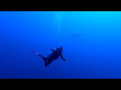 Echodrum - Sirius A (Official Video)