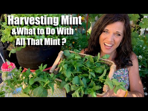How to Harvest/Prune Mint & What to Do With All That Mint?????