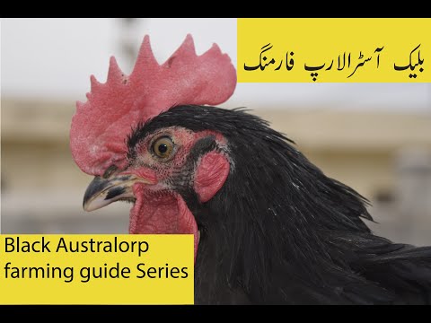 , title : 'Black Australorp Chicken Farming Guide Series | Best Egg Layers | Desi Chicken ki Farming |'