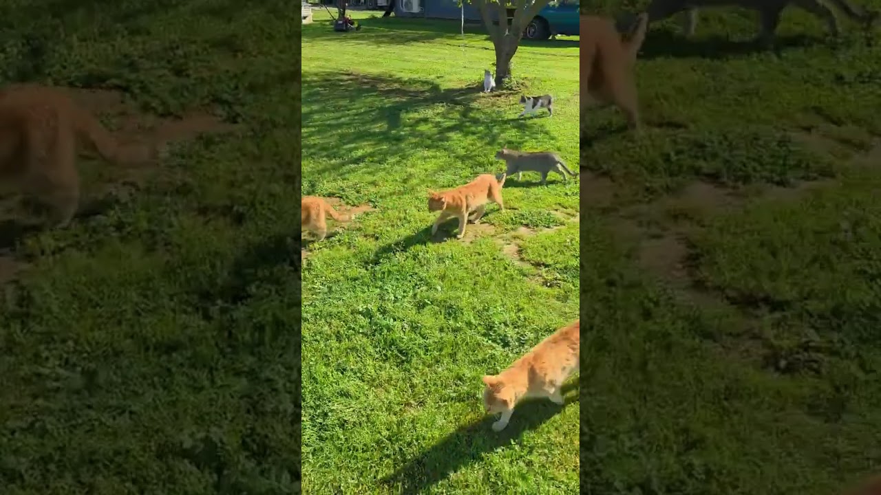 #cat #rescue #helpcats #fyp