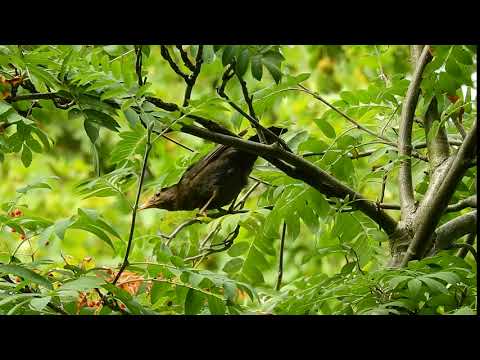 Blackbird eating rowan fruit