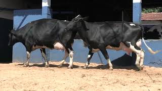 Vídeo 62 - 1ª ETAPA MEGA LIQUIDAÇÃO TOTAL AGROPECUÁRIA MARAJOARA - DIA 4 | GADO GIROLANDO E HOLANDÊS