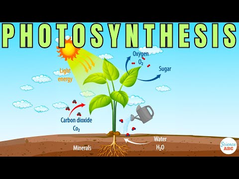 Photosynthesis- The Biochemistry Behind How Plants Make Their Food