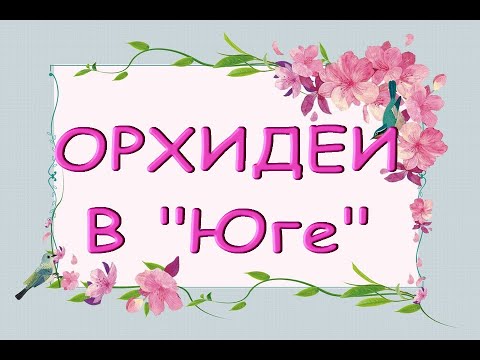 ЧУДЕСНЫЙ завоз ОРХИДЕЙ в "Юге":Поттер,Голден Леопард,Дикий Кот,19.05.21,ул.Авиационная,8,Самара.