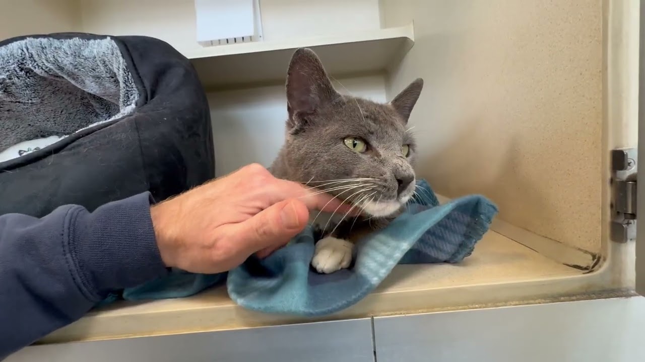 Enlarge Thumper, an adopted Domestic Short Hair in Eatontown, NJ video 4/6