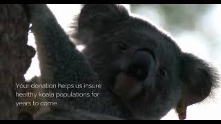 Koala Conservation Australia Wild Koala Breeding Program Guulabaa