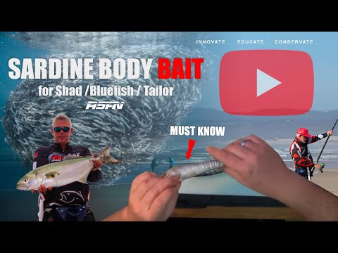 One of the BEST Shad/Elf/Tailor Baits | Easy Sardine Bait | ASFN Baits & Traces