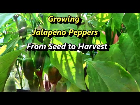 , title : 'Growing Jalapeno Hot Peppers from seed to harvest'
