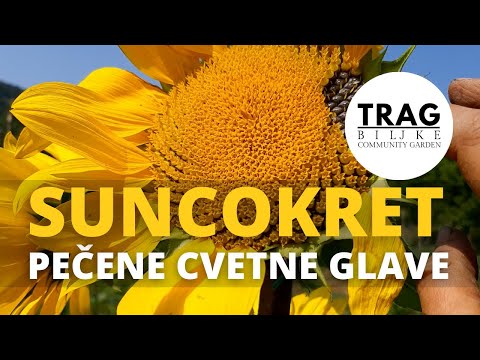 SUNCOKRET - PEČENE CVETNE GLAVE (2021) [TRAG BILJKE]