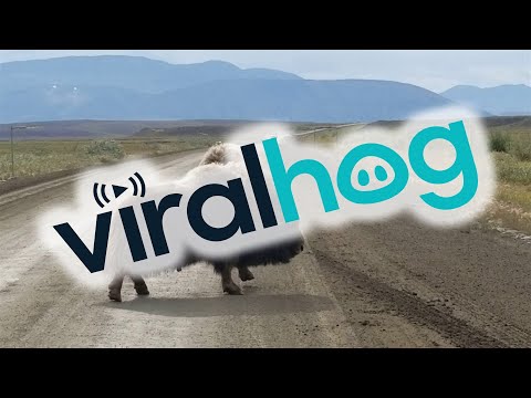 Streit zwischen zwei Moschusochsen