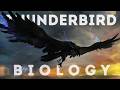Could The Thunderbird Actually Have Existed Thunderbird Biology