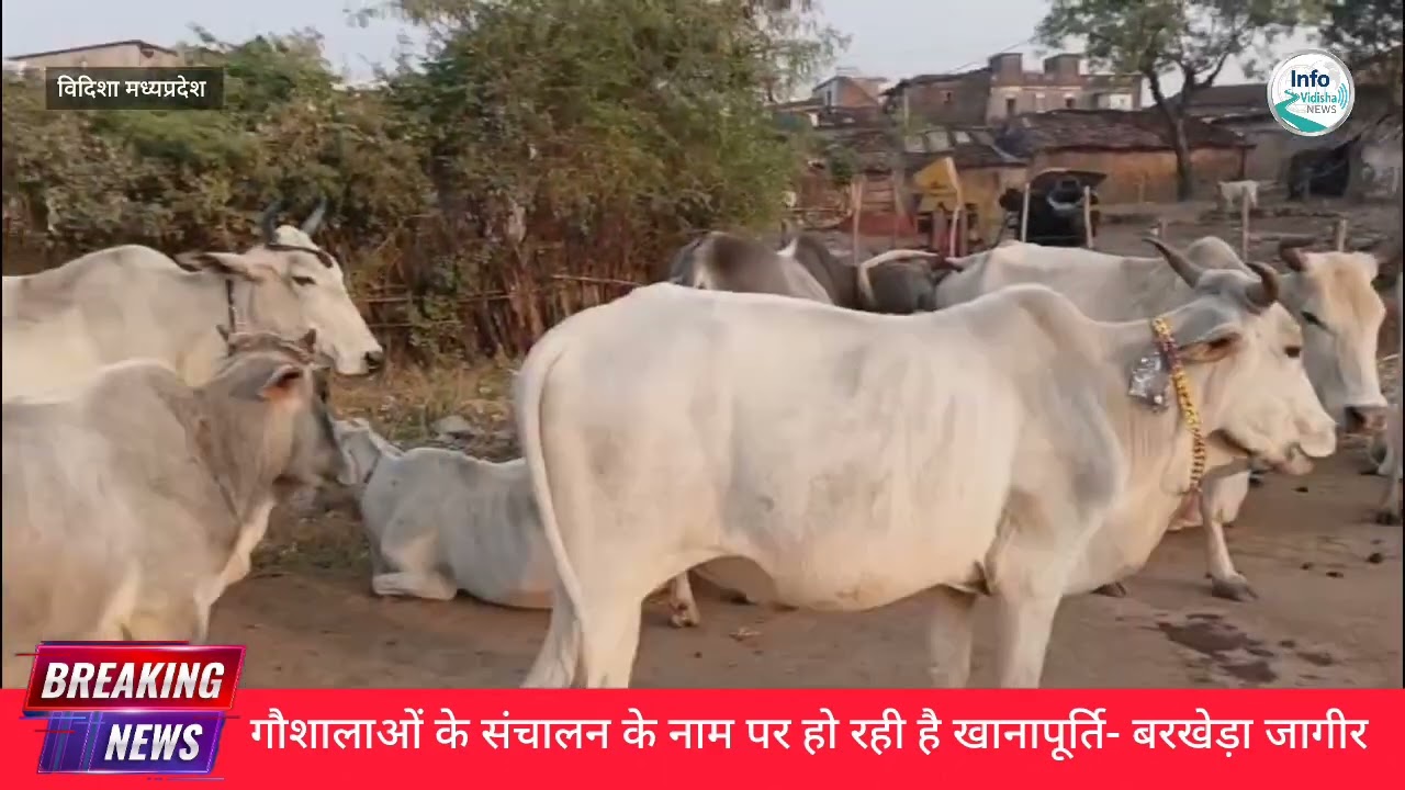 गाय हमारी माता है ....लेकिन क्या सही में हमे बेटा होना आता है ?