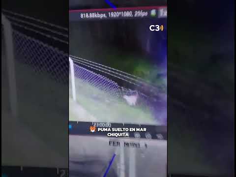 🐯 UN PUMA SUELTO PREOCUPA A MAR CHIQUITA | Cadena 3 Argentina