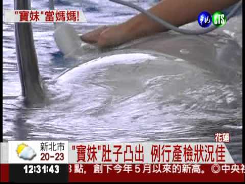 準媽媽瓶鼻海豚 超音波照首曝光